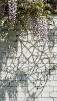 Purple wisteria flowers casting delicate shadows on white brick wall creating natural pattern for spring garden design backgrounds.