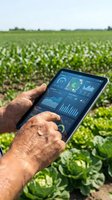 Farmer using digital tablet with agricultural data analytics in green crop field for smart farming and precision agriculture monitoring.