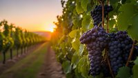 Ripe purple grapes hanging on vine in vineyard at golden sunset with rows of grapevines stretching into distance for wine production and harvest concepts.