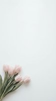 Soft pink tulips arranged on clean white background with copy space for spring greeting cards, wedding invitations and feminine design projects.