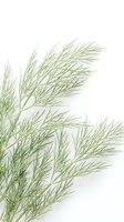 Fresh green dill herb branches with delicate feathery leaves isolated on white background for culinary and cooking designs.