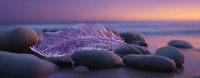 Delicate pink feather resting on smooth beach stones at sunset, purple and orange sky reflects in water creating dreamy coastal atmosphere.