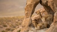Lion cubs playing and resting under natural stone arch formation in warm desert landscape during golden hour sunset light.