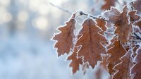 Frost-covered brown oak leaves hanging on winter branch with ice crystals against soft blurred background creating seasonal nature scene for holiday designs.