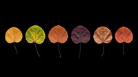 Autumn aspen leaves in gradient colors from golden yellow to deep burgundy, isolated on transparent background. Ready for clipart, t-shirt design, stickers, and print-on-demand projects.