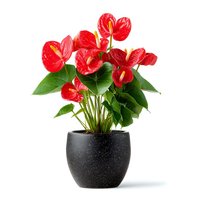 Red anthurium houseplant with glossy heart-shaped flowers in modern black ceramic pot isolated on white background for home decor and gardening projects.