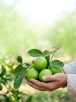 Fresh green limes with leaves held in farmer's hands against blurred orchard background, showcasing organic citrus harvest and agricultural produce for farming and food industry use.