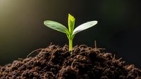 Young green seedling sprouting from rich dark soil with bright sunlight creating natural growth and development concept for environmental projects.