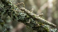 Camouflaged stick insects blending seamlessly with lichen-covered branch in natural forest habitat showcasing remarkable mimicry adaptation.