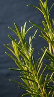 Fresh rosemary herb sprigs with vibrant green needles and water droplets against dark background, suitable for culinary, wellness, and food photography projects.