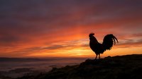Rooster silhouette standing on rocky coastal cliff at dramatic orange and red sunset over ocean water, dawn or dusk farm animal scene.
