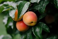 Fresh ripe peaches hanging on tree branch with green leaves covered in morning dew drops. Organic fruit harvest concept for healthy eating and agriculture.