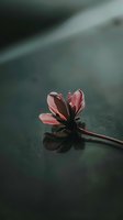 Small red succulent plant growing through crack in dark concrete pavement with soft natural lighting and shallow depth of field for botanical concepts.