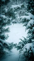 Snow-covered evergreen branches creating natural frame with soft winter light filtering through pine needles and fresh powder for seasonal designs.