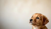 Adorable golden retriever puppy with expressive eyes looking up against neutral background, perfect for pet care advertising and family content.