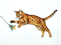 Bengal cat with spotted coat playing with feather toy on white background, isolated for design use on apparel, stickers, and promotional materials.