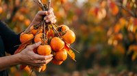 Farmer holding freshly harvested orange tomatoes on vine with autumn foliage background, suitable for agricultural and harvest-themed projects.