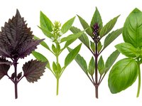 Fresh basil herbs collection with purple and green varieties isolated on white background for culinary cooking and organic gardening projects.