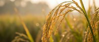 Golden rice ears swaying in warm sunlight during harvest season, showcasing agricultural abundance and natural grain production in rural farmland.