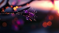 Glowing purple dandelion seed head illuminated at sunset with soft bokeh lights creating magical atmosphere and dreamy natural background.