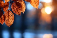 Orange autumn leaves backlit by evening sun against blurred blue background with golden bokeh lights creating dreamy seasonal atmosphere.