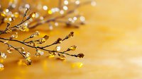 Delicate tree branches with water drops and buds against golden bokeh background create dreamy spring atmosphere. Natural macro photography.
