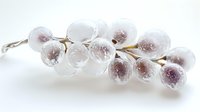 Frozen grapes on branch covered in delicate frost crystals against white background, creating minimalist winter composition for food and beverage industry.