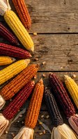 Colorful heirloom corn varieties arranged in circular pattern on rustic wooden background. Autumn harvest display with yellow, orange, red kernels.