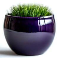 Fresh green grass growing in glossy purple ceramic pot isolated on white background for home decor and gardening projects.