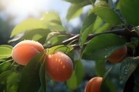 Fresh ripe apricots growing on tree branch with green leaves in morning sunlight, water drops on fruit after rain create natural garden atmosphere.