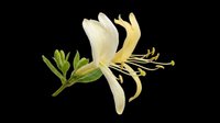 Cream and yellow honeysuckle flower with green buds isolated on transparent background, ready for t-shirt designs, clipart, stickers, sublimation and print-on-demand projects.