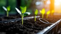 Young green seedlings growing in plastic germination tray with fertile soil, sunlight streaming through leaves, macro photography showing plant growth stages.