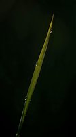 Single green grass blade with morning dew drops against dark background. Natural macro photography showcasing fresh water droplets on plant surface.