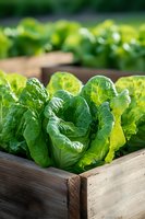 Fresh organic romaine lettuce heads in rustic wooden box, sunlit garden setting. Crisp green leaves show natural texture and patterns. Suitable for healthy eating concepts.