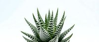 Zebra plant with striking white striped green leaves arranged in rosette formation, isolated on white background for design and botanical projects.