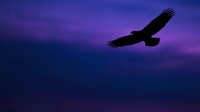 Silhouette of a soaring eagle gliding across a dramatic purple and blue twilight sky, capturing freedom and majesty during dusk or dawn.