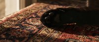 A black cat rests on a patterned rug with warm earth tones, creating a cozy home interior scene suitable for lifestyle and pet photography.