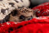 Adorable hedgehog resting comfortably in soft red knitted blanket, cozy winter pet care and domestic animal comfort concept for seasonal content.