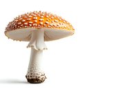 Amanita muscaria mushroom with bright orange cap and white spots isolated on white background, showcasing detailed gills and stem structure.