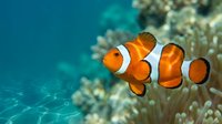 Clownfish with white stripes swimming near coral reef in tropical ocean waters, suitable for marine life, aquarium, and nature documentary content.