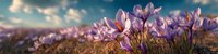 Purple crocus flowers blooming in spring meadow with dramatic sky at sunset. Early spring wildflowers emerging from ground in natural landscape setting.