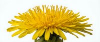 Bright yellow dandelion flower with fully opened petals in full bloom, isolated on white background, suitable for botanical designs and nature graphics.