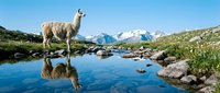 Llama standing by alpine stream with snow-capped mountain peaks and clear blue sky, reflecting in water. Wildlife and nature scene for travel, adventure, and outdoor content.