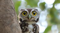 Spotted owl with bright yellow eyes gazing directly at camera against blurred natural background, close-up portrait showing detailed feathers and expressive face.