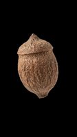 Whole pecan nut with textured brown shell isolated on transparent background, ready for clipart, print-on-demand products, t-shirt designs, stickers, and sublimation projects.