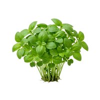 Fresh green basil herb plant with lush foliage isolated on white background, ready for culinary and design applications.