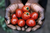 Fresh ripe tomatoes held in hands of farmer, showing harvest and agricultural produce. Suitable for farming, food, agriculture, and sustainability content.
