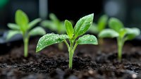 Young green seedling growing in fertile soil with water drops on leaves, macro view. Fresh sprout emerging from dark earth symbolizes new beginnings and growth.