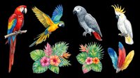 Colorful tropical parrots and exotic birds clipart set isolated on transparent background, ready for t-shirt design, stickers, print on demand, and sublimation.