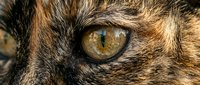 Closeup of a wild cat's eye with golden amber iris and vertical pupil, showcasing feline predator features and intense gaze for wildlife and nature content.